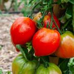 Potagères - Tomate Coeur de Bœuf (Cuor di Bue) - BIO - face recto